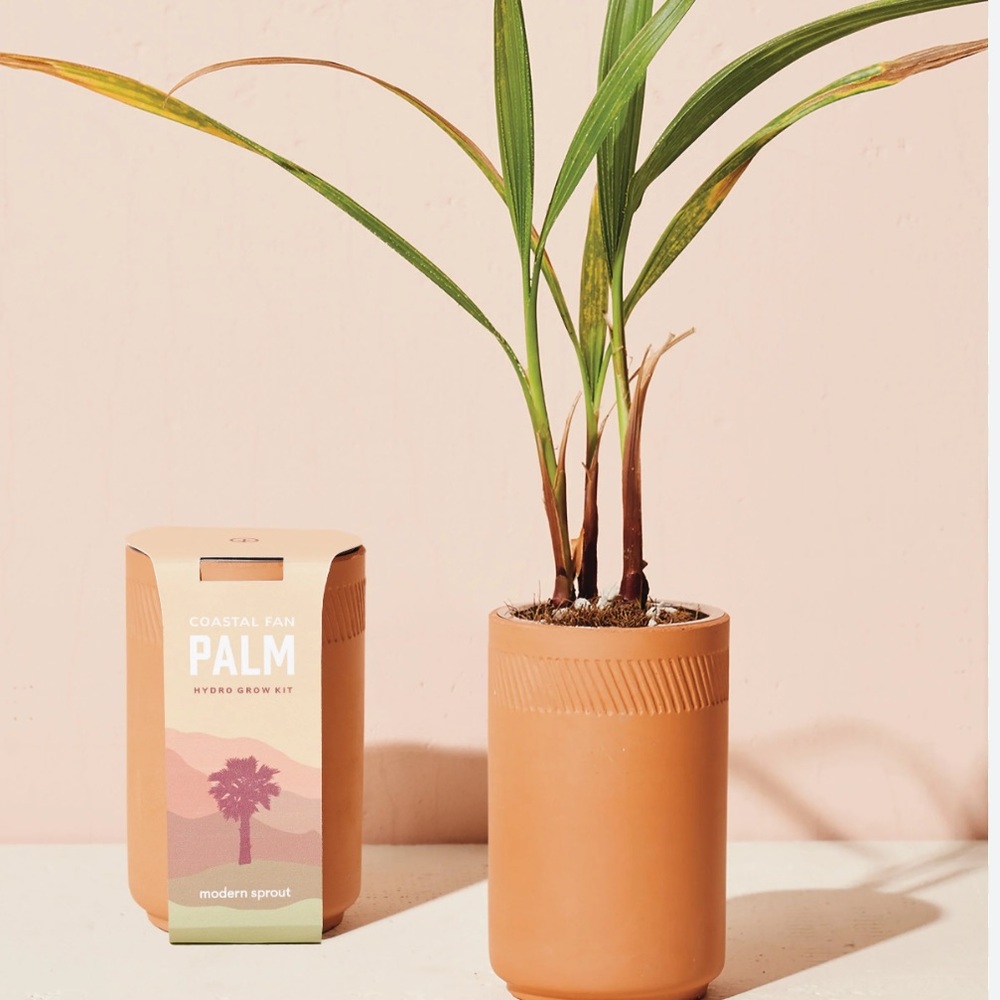 Modern Sprout Mini Palm Grow Kit